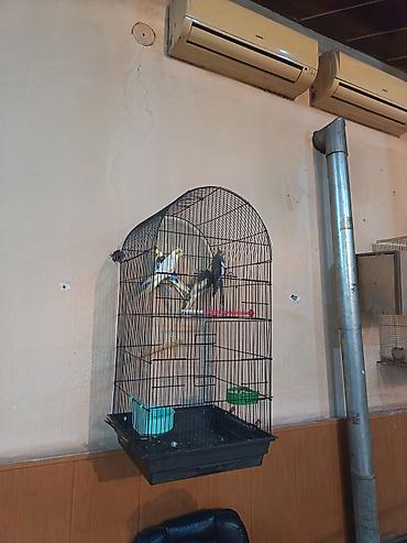 клетка для кореллы: Nimçəsən (Cockatiel) quşları və qəfəs komplekti - Növ: Nimçəsən — 2