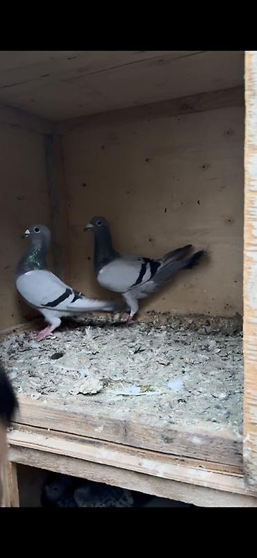 qu qusu satisi: Orginal yarış postaları 8 dənəsi qalıb — 1