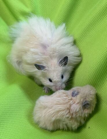 Хомяки: Продаются хомячки джунгарские, сирийские, ангорские пушистые хомячки — 10