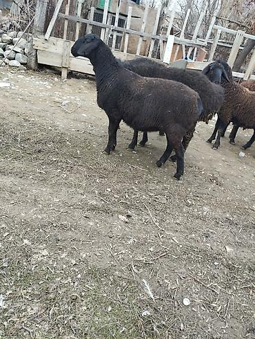 Баран, овца: Продаю | Овца (самка) | Для разведения — 6