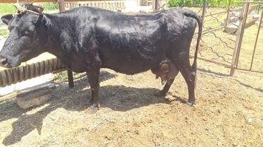 holstein inekleri: Dişi, Holsteyn, il: 4, 4 kq, Südlük, Ünvandan götürmə