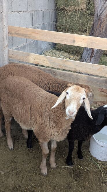 продажа быков: Продаю | Ягненок | Арашан | Для разведения
