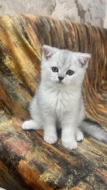 шотландская вислоухая кошка: Шиншилла