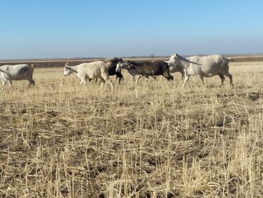 Козы, козлы: Продаю | Коза (самка) | На забой, Для молока — 11