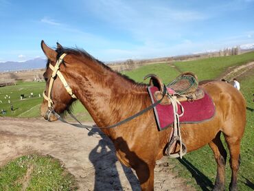 пластырь золотая лошадь в бишкеке: Продаю | Конь (самец) | Полукровка | Рабочий | Мерин
