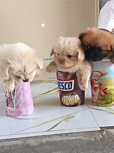 pekin ördeği: Pekines, 1 ay, Erkək, Ünvandan götürmə — 5