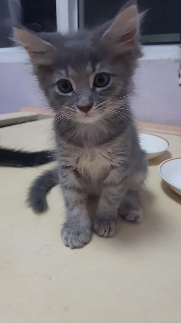 pişik cüt: ПАПА - МЕЙНКУН,МАМА-ШОТЛАНДКА. КОТЯТАМ 1,5 МЕСЯЦА. ХОДЯТ В ЛОТОК,ЕДЯТ — 4
