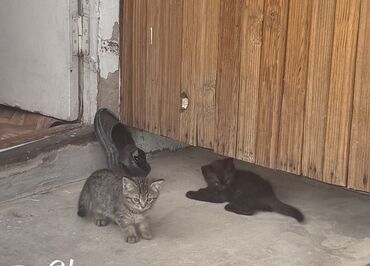 дом для кота: 2 айлык, Ургаачы, Аргын, Лотокко барууга үйрөтүлгөн, Курттардан тазаланган