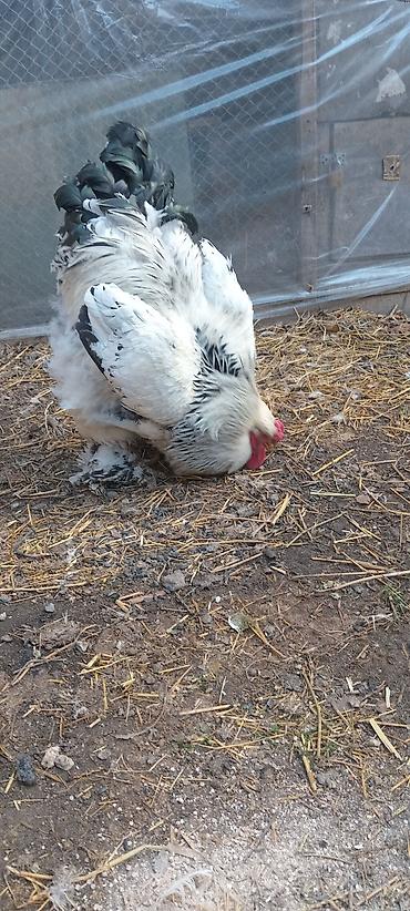 Toyuqlar: Toyuq, Brama, Damazlıq — 8