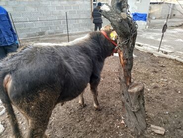 Коровы, быки: Продаю | Бык (самец) | Полукровка, Монбельярд | На откорм | Привязанные — 3