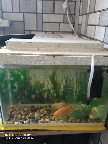akvarium lampa: Dördbucaq akvarium, Balıqlarla birlikdə, 10 l — 1