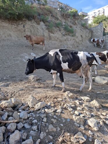 Inəklər, öküzlər: Süd inəyi – qara-ağ rəngli, iri cüssəli, buynuzlu. Şəkillərdə -da lalafo.az — 4 Inəklər, öküzlər: Süd inəyi – qara-ağ rəngli, iri cüssəli, buynuzlu. Şəkillərdə — 4