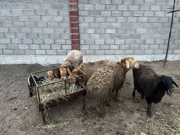 овца матка: Продаю | Овца (самка), Ягненок | Арашан | Для разведения | Матка, Ягнившаяся
