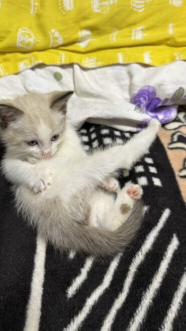 Котята, домашнее выращивание.Породы вислоухий шотландский кот