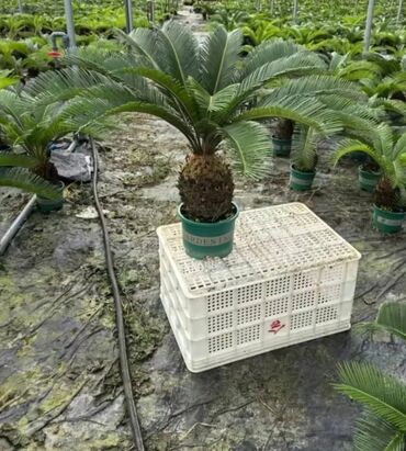 Пальмы: Пальмы Кофейное деревоПальмы,Фикусы и тд — 4