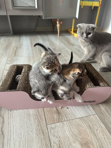 отдам даром породистых котят: Шотладская вислоухая, Самец, Самка, В добрые руки, Самовывоз