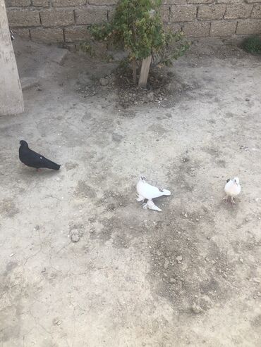 Tecili satilir!! 3 birlikde 30 azn