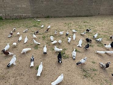 goyerçin yuvasi: Salam Aleykum . Allah hamının malına xeyir versin inşAllah . Quşlar — 2