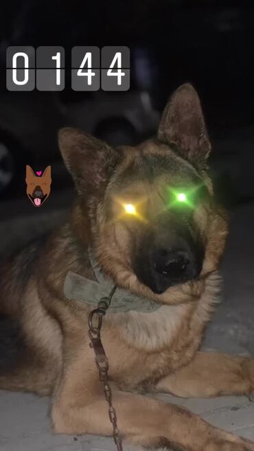 чихуахуа собака: Пропала собака в городе Ош по кличке Мухтар чистокровная немецкая