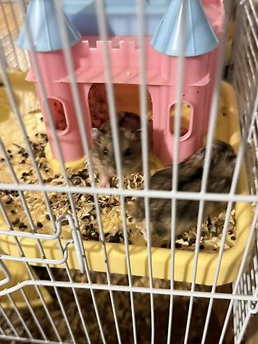 malta bolonka: 3 eded hamster qefes ve apilkasi ile birlikde verirem 2 eded bala — 3