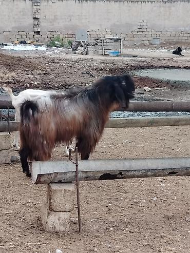 keci seki: Satışda – uzun tüklü erkək keçi (teke). Xüsusiyyətlər: - Cins tipi — 2