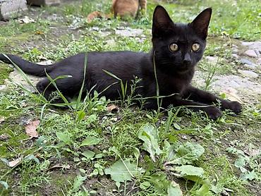 Кошки: Отдам даром . Котята, домашние любимцы (несколько окрасов) Только в — 2