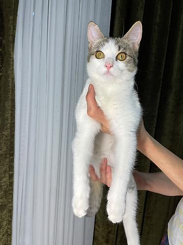 дом для котят: Котята, 4 месяца, 1 фото мальчик, на втором фото девочка; домашние — 1