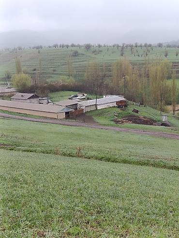 farm: Farm КРС, 25 соток, Действующий, С оборудованием, Электричество — 1
