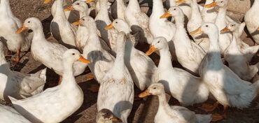 cins inekler azerbaycanda: Erkək, | Kuban, Ətlik, Ödənişli çatdırılma