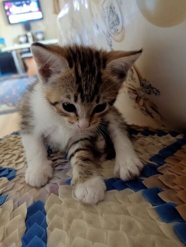 сиамский котенок: Маленький котенок отдам в хорошие руки, самостоятельно кушает,ходит в