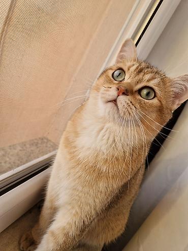 Кошки: Золотая шиншилла, Самец, Для вязки — 1