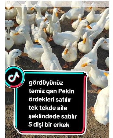 britain pisiyi satilir: Ördək Pekin ördekleri təmiz qan Pekin ördekleri satılır ətlik kimide