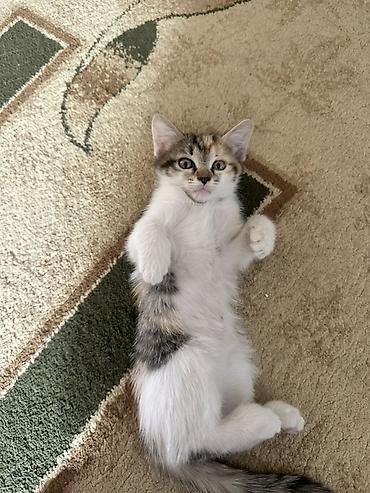 сеамская кошка: СРОЧНО ОТДАЮ КОТЯТ В ДОБРЫЕ РУКИ‼️ котята игривые и ласковые кушают — 2