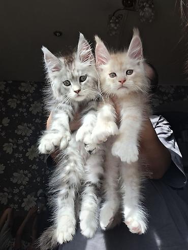 кошки джалал абад: Породистые котята мейн‑кун - Возраст: котята, крупного формата с — 5