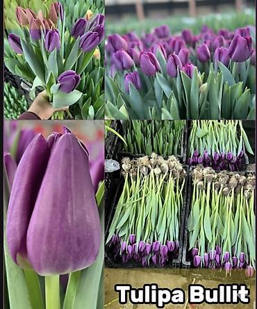 Букеты из живых цветов: ТЮЛЬПАНЫ ИЗ ГОЛЛАНДИИ 50 САНТИМЕТРОВ. ОПТОМ И В РОЗНИЦУ Оптом по — 7