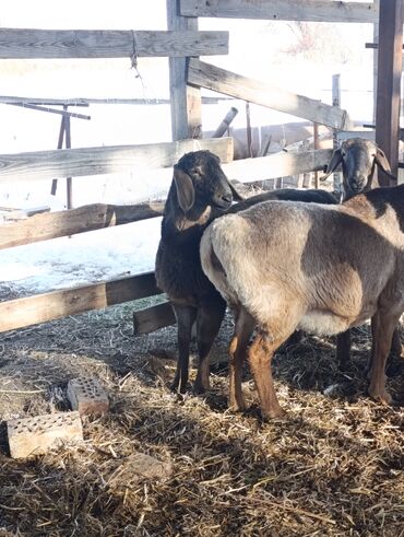 Бараны, овцы: Продаю | Овца (самка) — 10