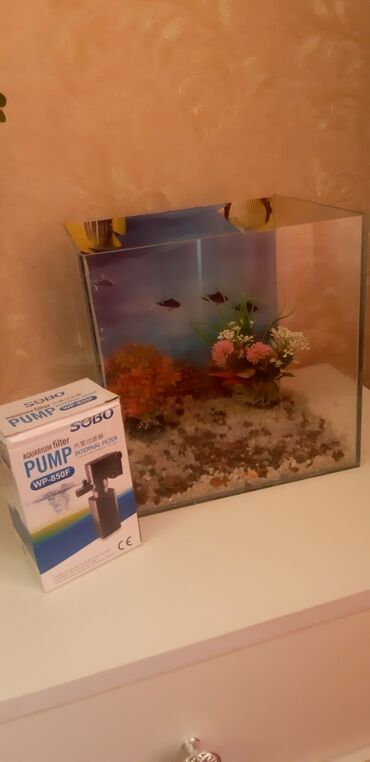 akvarium filteri: Akvarium tep-tezedir cemi 1heftedir alindigi.Ustunde