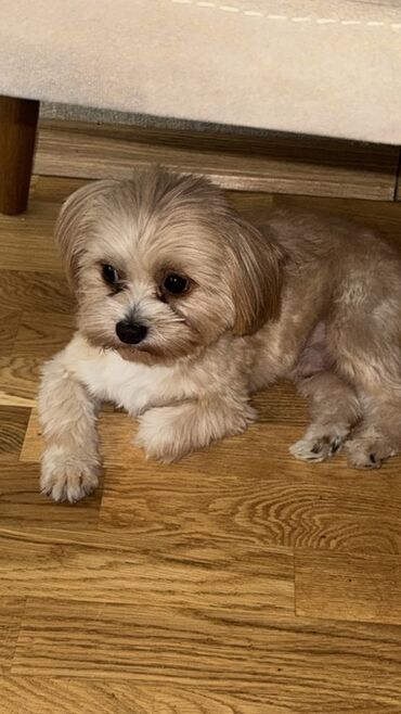 İtlər: Malta bolonka, 2 il, Erkek, Cütləşmə üçün — 5