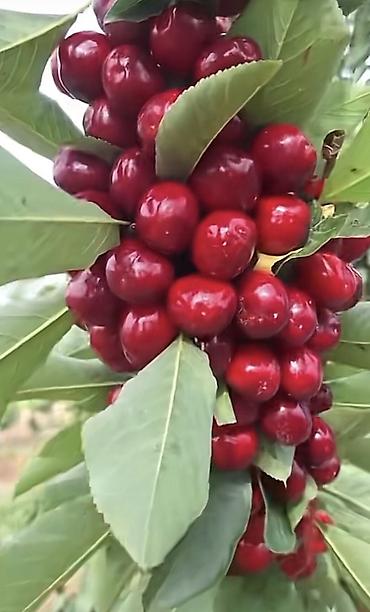 Şitillər: 🔥 QUBADA HAZIR GƏLİR GƏTİRƏN GİLAS BAĞI SATILIR! 🍒 Əgər həm — 4