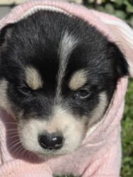 Psi: POKLANJAM štence mesanci haskija i ptičara,očišćeni od — 9