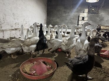 Qazlar: Qaz Sürüsü Satılır. 22 Dənədir. Tək-Təkdə Satmaq Mümkündür. Ünvan Qala — 8