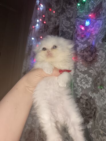 Pişiklər: Britan — 5