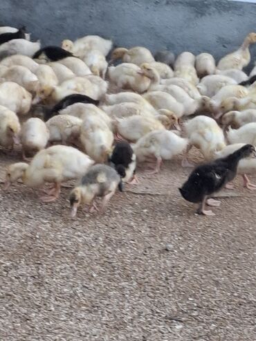 Cücələr: 110 dendi 27 gunukdu tam saglam yawilbaw ve pekin ordek balsi 3. 30 1 — 9