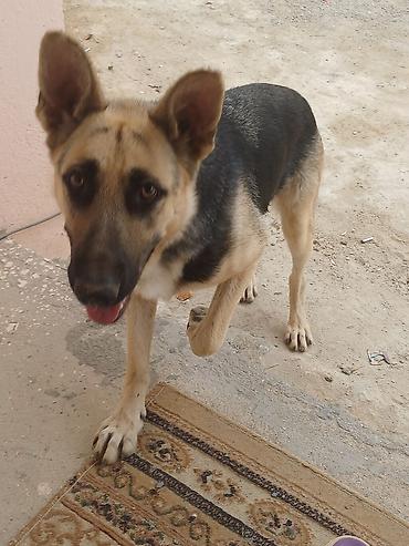 rottweiler satilir: Salam teçili afcarka satlır dişdi ehtiyac olduğçun satlır adı larisa — 1