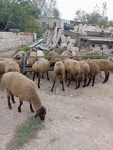 avcarka type 1: Qoyun sürüsü – ətlik və damazlıq üçün - Təsvir: Şəkillərdə qəhvəyi və — 5