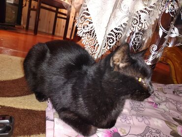 şirin pişik: Şotland uzun tüklü, Erkək, Yaxşı əllərə, Ünvandan götürmə