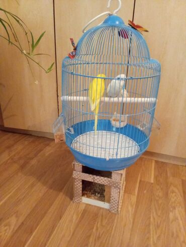 Tutuquşları: 1cut.erkek dişi.1yaş yoxdu.çex tutuquşu.saqlam.teze qefes.yuva teze — 5