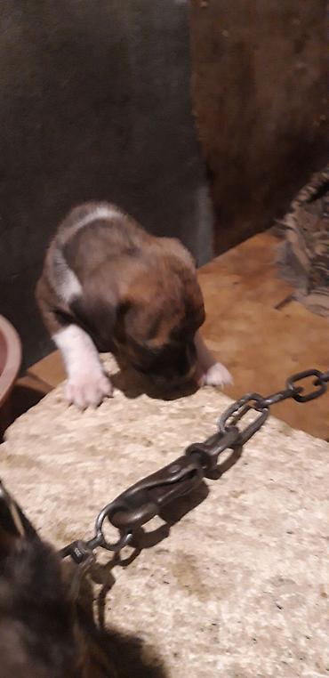 İtlər: Pitbul — 3