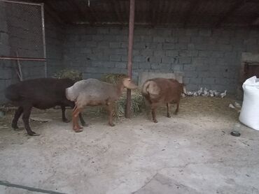 продаю бычки герофорды: Продаю | Овца (самка), Ягненок, Баран (самец)