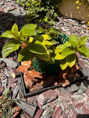 Декор для дома и сада: Декор для дома и сада, Платная доставка, Самовывоз — 12